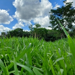 Licenciamento da Brachiaria híbrida cv. Cayana pela Barenbrug para o mercado brasileiro a partir da safra 23.24.