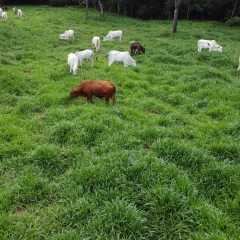 Agropecuarista confirma alta produtividade e rápida recuperação do cultivar Cayana, da Barenbrug, durante o período de seca.