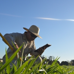 Aprenda como forrageiras bem semeadas garantem maior produtividade, desempenho animal e rentabilidade no campo.