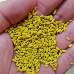Tratamento Yellow Jacket® em sementes de forrageiras aumenta a produção de matéria seca e perfilhos, trazendo resultados positivos para o produtor.