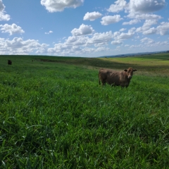 Foto do Cultivar Cayana, mostrando sua alta produção.