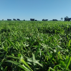 Produção de matéria seca do cultivar Sabiá garante alta produtividade em diversas condições.