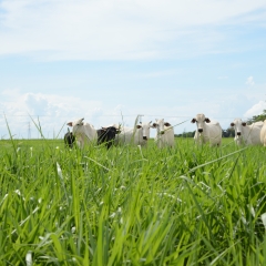 Forrageiras híbridas como o Cultivar Sabiá oferecem alta performance e rendimento animal em sistemas de pastejo.