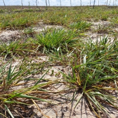 O Cultivar Sabiá resiste à seca no Rio Grande do Norte, destacando-se por sua adaptabilidade e alta produtividade em condições adversas.
