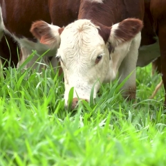 Agropecuarista de Mineiros (GO) antecipa em 40% o tempo de inserção de novilhas com a Brachiaria híbrida cv. Cayana, destacando rápida formação e alta produtividade.