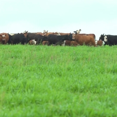 O Cultivar Sabiá surpreende em experimento de consórcio com milho, demonstrando alta produtividade e adaptabilidade para produção de silagem.