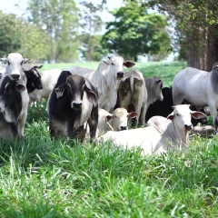 Pecuarista relata rápido retorno e maior produtividade com o uso das forrageiras Brachiaria híbrida Sabiá e Mulato II na Fazenda Coxilha Grande.