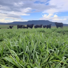 Desenvolvedor Tecnológico da Barenbrug explica o impacto positivo das Brachiarias híbridas na pecuária da região Sul, destacando sua resistência ao clima frio e sua contribuição para sistemas forrageiros mais produtivos.