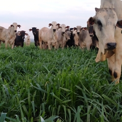 Vista de pastagem com Brachiarias híbridas em uma área de Sistema ILP no Rio Grande do Sul, mostrando o desenvolvimento robusto das plantas.
