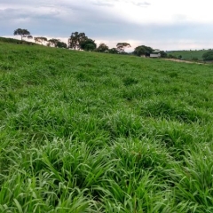Produtor mineiro comprova eficiência do novo cultivar Cayana