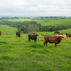 Perguntas frequentes sobre a implantação de pastagens, abordando desde o planejamento inicial, escolha da forrageira, métodos de semeadura, até o manejo de pragas e plantas invasoras, garantindo uma implantação eficiente e produtiva.